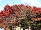 昭和記念公園#2