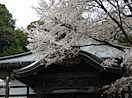 武蔵国分寺跡の桜#1