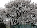 武蔵国分寺跡の桜#2