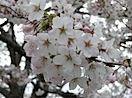 武蔵国分寺跡の桜#3