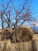 IMG_2324