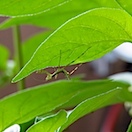 カマキリ