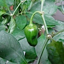 habanero